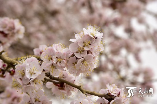 新疆若羌縣：春天來了 杏花開了（組圖）
