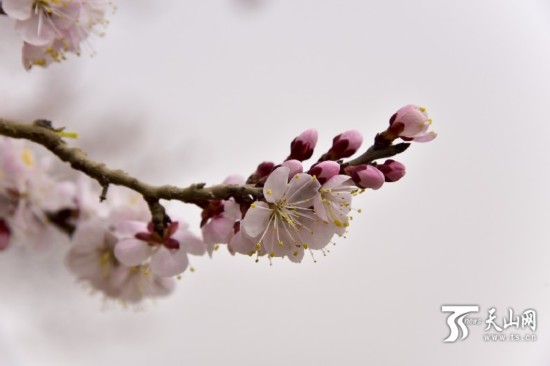 新疆若羌縣：春天來了 杏花開了（組圖）