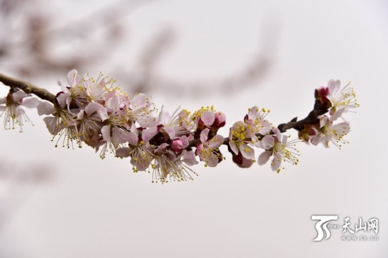 新疆若羌縣：春天來了 杏花開了（組圖）