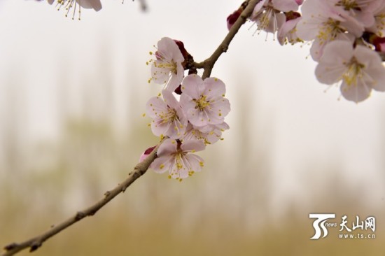 新疆若羌縣：春天來了 杏花開了（組圖）