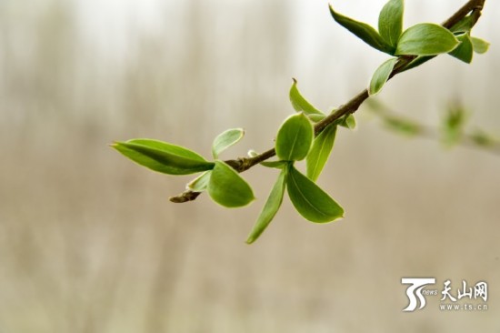 新疆若羌縣：春天來了 杏花開了（組圖）