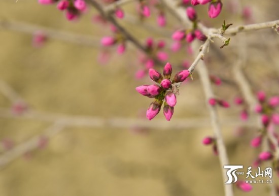 新疆若羌縣：春天來了 杏花開了（組圖）