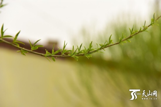 新疆若羌縣：春天來了 杏花開了（組圖）