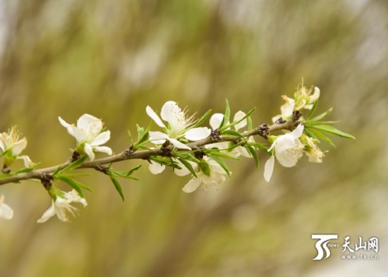 新疆若羌縣：春天來了 杏花開了（組圖）