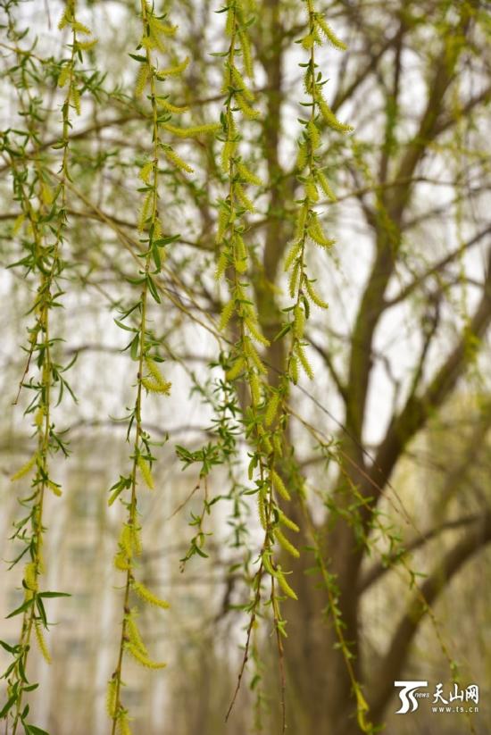 新疆若羌縣：春天來了 杏花開了（組圖）