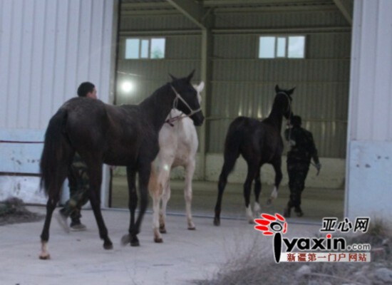 新疆引進哈國40匹汗血寶馬 近期還將從俄引進50匹
