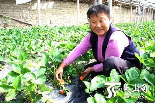 新疆兵團第四師六十六團溫棚草莓成熟上市受游客青睞