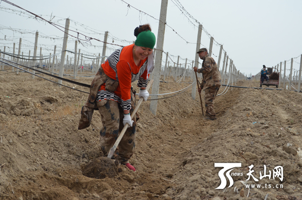 86團(tuán)投資更新千畝老化葡萄園 30戶少數(shù)民族職工受益