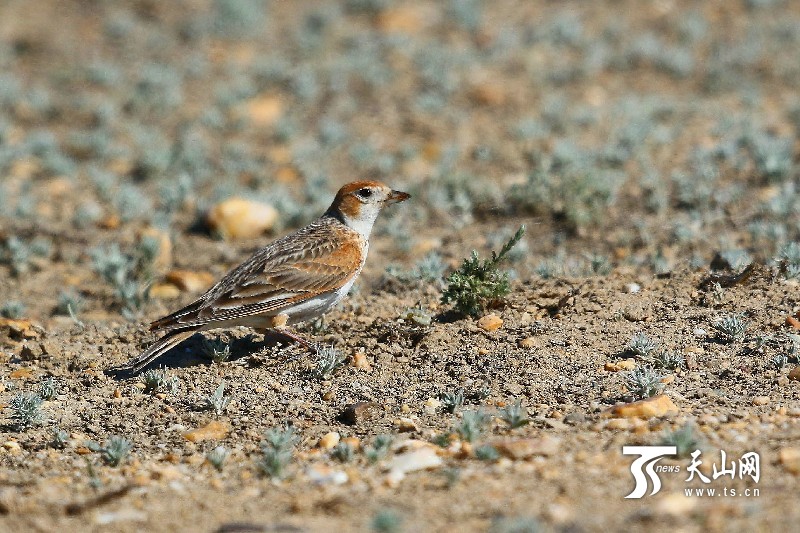 新疆阿勒泰地區發現罕見鳥類“白翅百靈”
