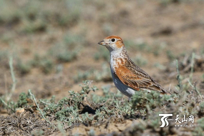 新疆阿勒泰地區(qū)發(fā)現(xiàn)罕見(jiàn)鳥(niǎo)類“白翅百靈”
