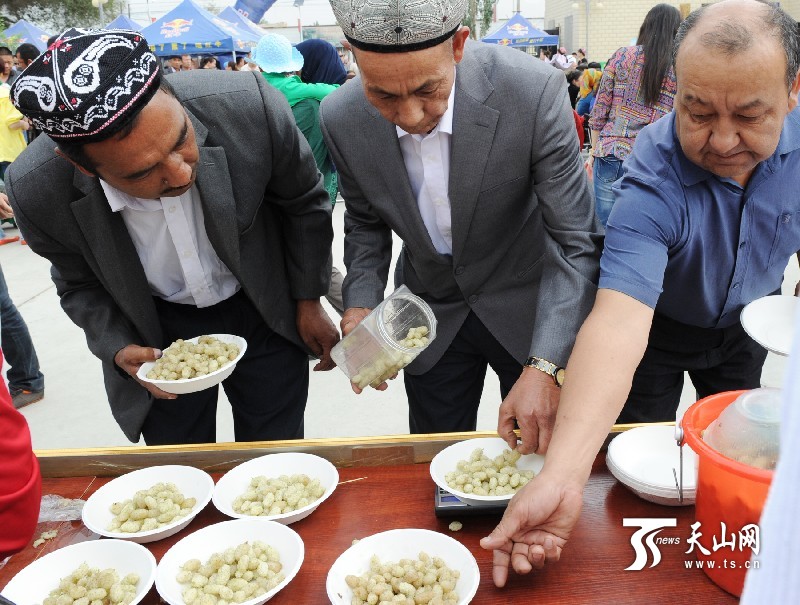 新疆庫爾勒市首屆“美麗蘭干·甜蜜桑葚”節(jié)開幕