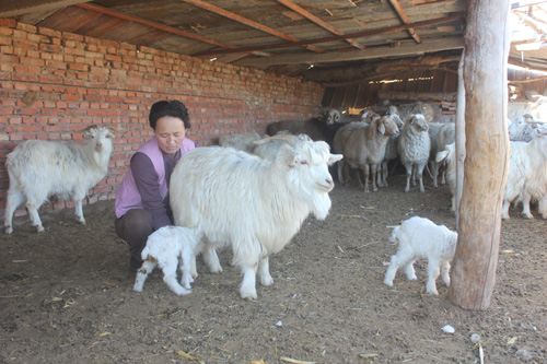 產春羔樂牧民心:和布克賽爾縣接羔育幼全面開展
