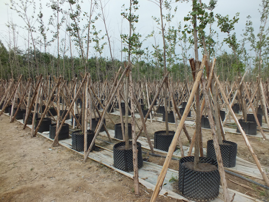 新疆塔西河國(guó)家森林公園生態(tài)旅游節(jié)開(kāi)幕