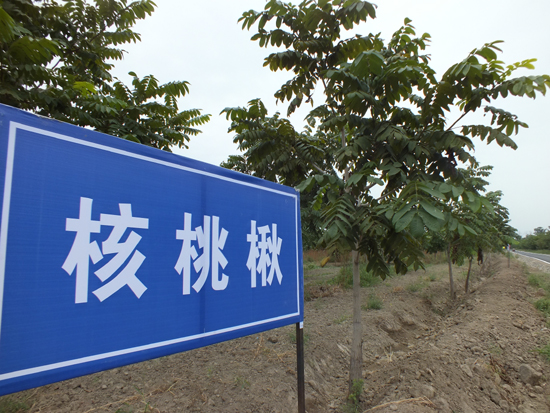 新疆塔西河國(guó)家森林公園生態(tài)旅游節(jié)開(kāi)幕