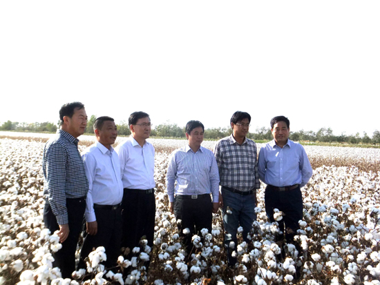 第七師一二五團(tuán)機(jī)采棉采收拉開帷幕 兵團(tuán)副司令孔星隆親臨現(xiàn)場(chǎng)