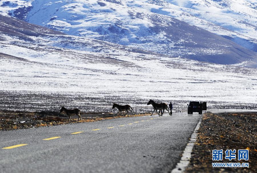 西藏阿里：野生動物的“天堂”