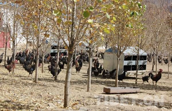 2014年拉薩城鄉居民人均可支配收入高于西藏全區水平