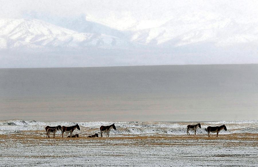 西藏：高原生態系統總體趨好