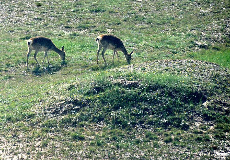 西藏：高原生態(tài)系統(tǒng)總體趨好