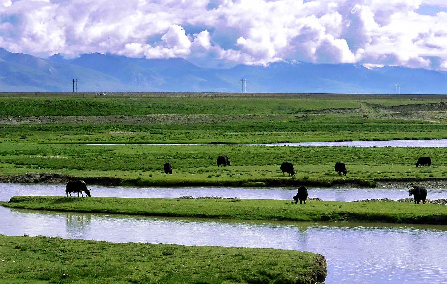 西藏:高原生態系統總體趨好