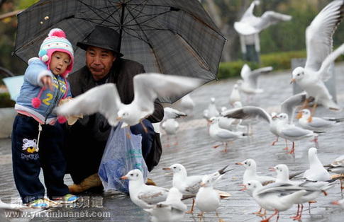 “春城”昆明大幅降溫