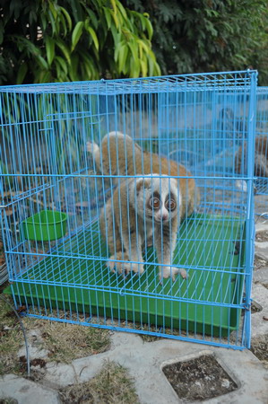 2011普洱國(guó)家公園大型野生動(dòng)物放生車隊(duì)抵達(dá)普洱 動(dòng)物全部安然無恙