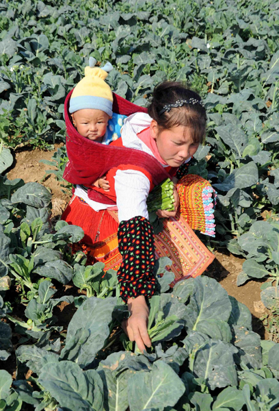 特色蔬菜種植助農民增收