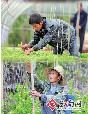 云南省1468個村（組）開展強基惠農“合作股份”工作