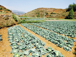云南倘甸鎮蔬菜產業漸成規模