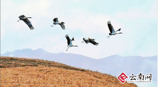 黑頸鶴“先頭部隊”抵達云南昭通越冬