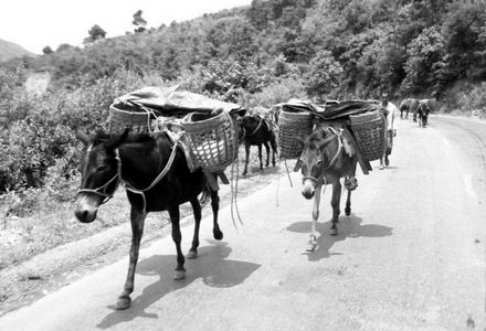 深山密林間千年古道：馬幫商隊曾密布云南