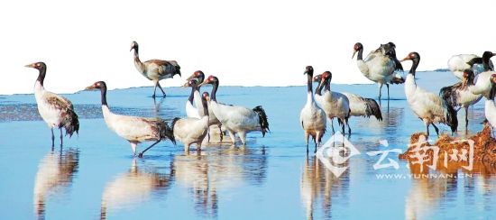 冬天來看鶴舞高原 云南有8大黑頸鶴觀賞地