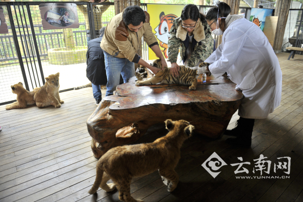 猩猩喝奶測智力 云南野生動物園開展小動物“體檢總動員”