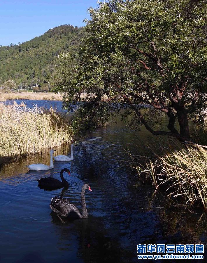 草豐水美的云南北海濕地