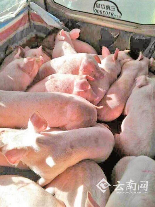 云南開展交通違法行為集中整治 首日查獲多起嚴重違法行為