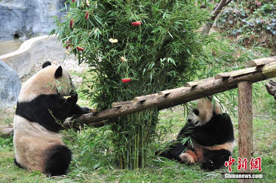 云南動物園大熊貓?zhí)崆跋碛?#8220;圣誕大餐”