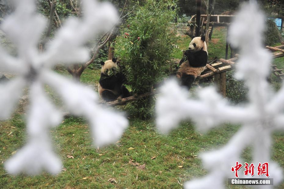 云南動物園大熊貓?zhí)崆跋碛?#8220;圣誕大餐”