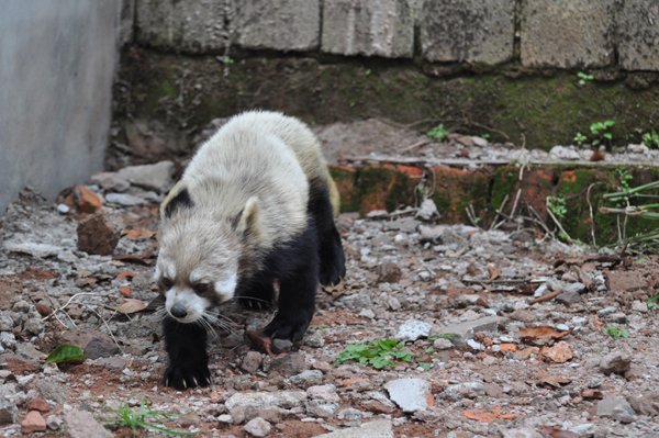 全國最大小熊貓繁育基地落戶普洱國家公園