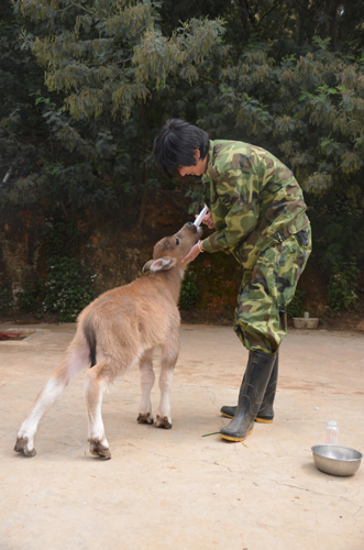 大蟒蛇恩將仇報欲襲飼養(yǎng)員 小牛犢挺身而出保護“干爸爸”