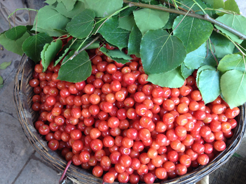 云南彝良櫻桃色鮮味美走俏市場(chǎng)
