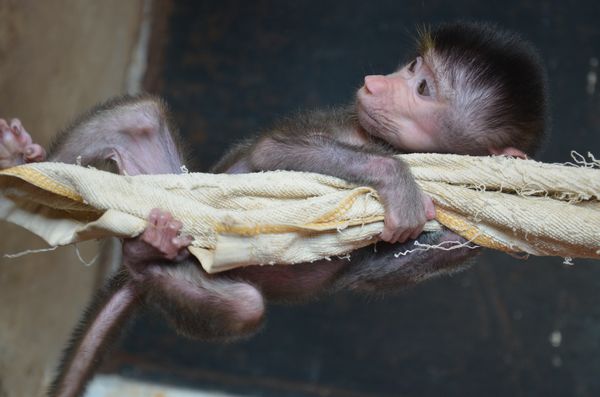 巡游小動物決定啦 市民可以在動物園跟它們零距離