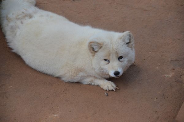 巡游小動物決定啦 市民可以在動物園跟它們零距離