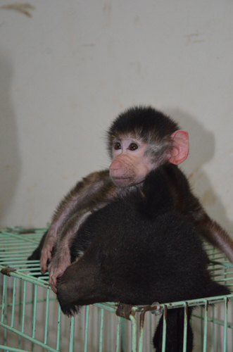 云南野生動(dòng)物園首次繁殖黑熊 熊媽卻棄兒而去