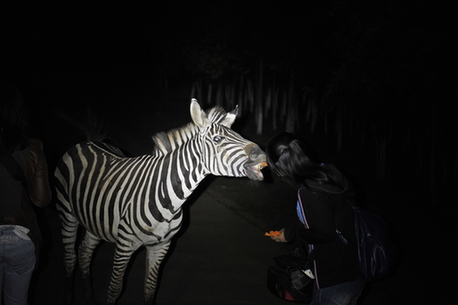 全國(guó)首個(gè)探秘型山地夜間動(dòng)物園開(kāi)放