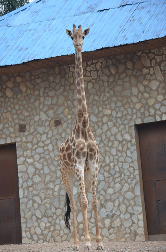 全國首次引進最大規模長頸鹿群 月底將落腳云南野生動物園