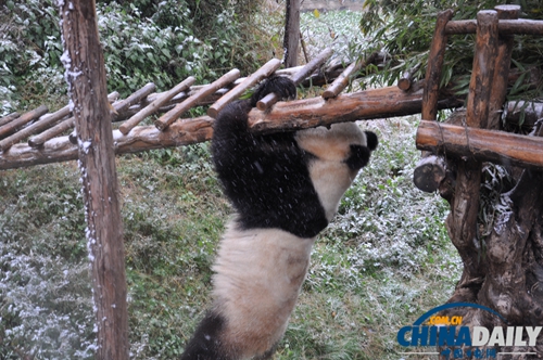云南野生動物園動物應對下雪天各有妙招