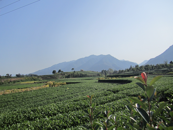 古韻茶香唯此松陽