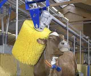 At the cow wash<BR>'奶牛洗澡機'助增產(圖)