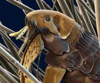 Close-ups of tiny house bugs<BR>驚!家中地毯潛伏'異形'