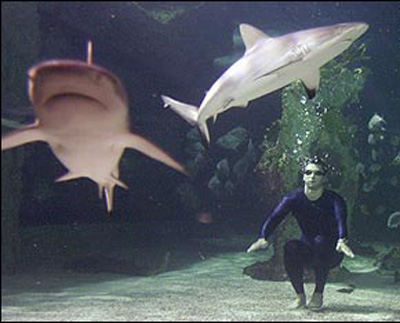 鯊魚系列二：人類與鯊魚——究竟誰在吃誰？